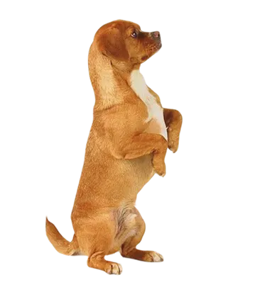 Pet boarding service illustration