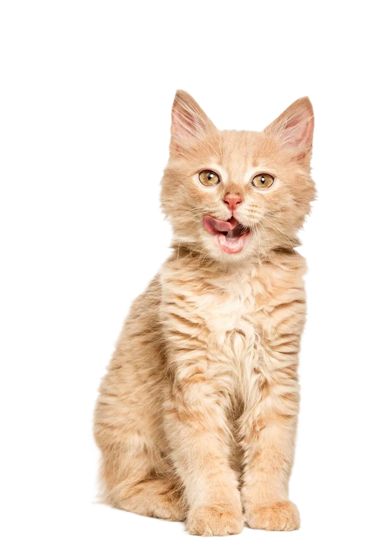 Pet grooming service illustration