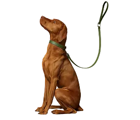 Pet walking service illustration