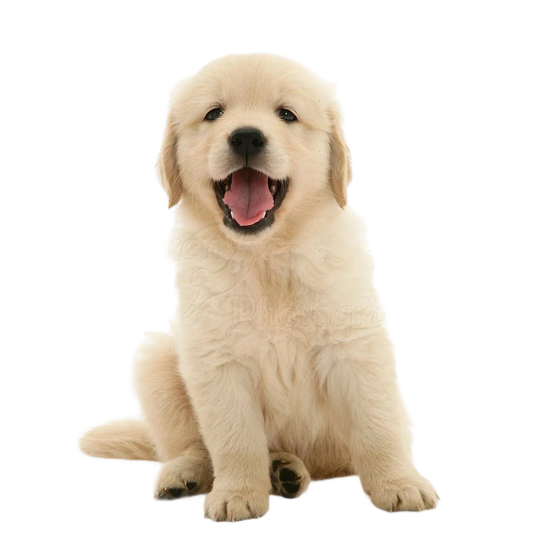 Pet adoption service illustration